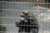 ueno_zoo_3768_mini.jpg
