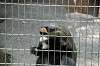 ueno_zoo_3769_mini.jpg