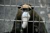 ueno_zoo_3770_mini.jpg