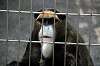 ueno_zoo_3772_mini.jpg