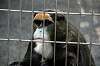 ueno_zoo_3773_mini.jpg
