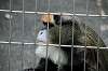ueno_zoo_3775_mini.jpg