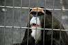 ueno_zoo_3776_mini.jpg