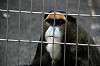 ueno_zoo_3777_mini.jpg