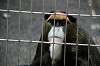ueno_zoo_3778_mini.jpg