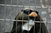 ueno_zoo_3780_mini.jpg
