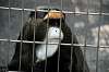 ueno_zoo_3781_mini.jpg