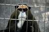 ueno_zoo_3786_mini.jpg