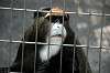 ueno_zoo_3790_mini.jpg