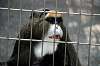 ueno_zoo_3791_mini.jpg
