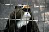 ueno_zoo_3792_mini.jpg