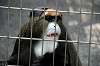 ueno_zoo_3793_mini.jpg