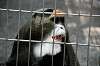 ueno_zoo_3794_mini.jpg