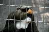 ueno_zoo_3795_mini.jpg