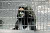 ueno_zoo_3796_mini.jpg