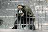 ueno_zoo_3797_mini.jpg