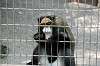 ueno_zoo_3798_mini.jpg