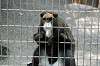 ueno_zoo_3799_mini.jpg
