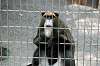 ueno_zoo_3800_mini.jpg