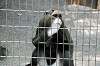 ueno_zoo_3802_mini.jpg