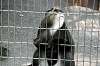 ueno_zoo_3804_mini.jpg