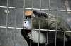 ueno_zoo_3806_mini.jpg