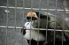 ueno_zoo_3807_mini.jpg
