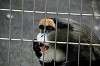 ueno_zoo_3808_mini.jpg