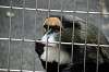 ueno_zoo_3809_mini.jpg