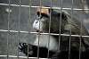 ueno_zoo_3810_mini.jpg