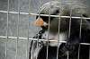 ueno_zoo_3811_mini.jpg