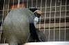 ueno_zoo_3813_mini.jpg