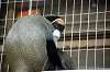 ueno_zoo_3814_mini.jpg