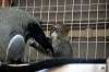 ueno_zoo_3815_mini.jpg