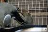 ueno_zoo_3816_mini.jpg