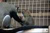 ueno_zoo_3817_mini.jpg