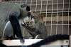 ueno_zoo_3818_mini.jpg