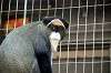 ueno_zoo_3821_mini.jpg