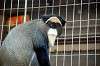 ueno_zoo_3822_mini.jpg