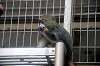 ueno_zoo_3824_mini.jpg