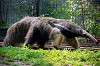 ueno_zoo_3828_mini.jpg