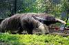 ueno_zoo_3829_mini.jpg