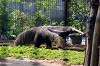 ueno_zoo_3832_mini.jpg