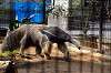 ueno_zoo_3833_mini.jpg