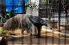 ueno_zoo_3834_mini.jpg