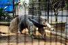 ueno_zoo_3836_mini.jpg