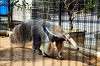 ueno_zoo_3837_mini.jpg