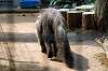 ueno_zoo_3839_mini.jpg