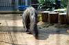 ueno_zoo_3840_mini.jpg