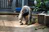 ueno_zoo_3844_mini.jpg